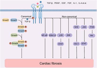 Post-myocardial infarction fibrosis: Pathophysiology, examination, and intervention